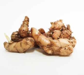 الكنشور، المعروف علمياً باسم