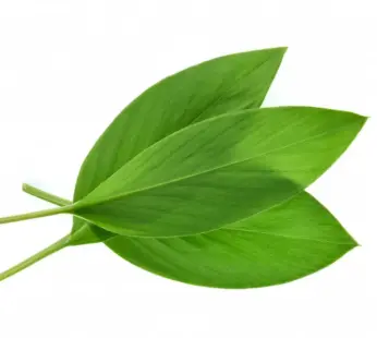 ورق سلام DAUN SALAM ورق غار اخضر